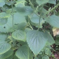 Teucrium heynei V.S.Kumar & Chakrab.